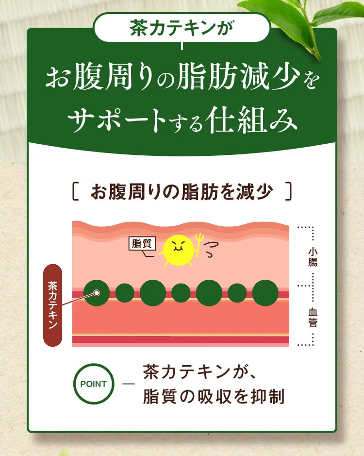茶カテキンがお腹周りの脂肪減少をサポートする仕組み:脂質の吸収を抑制