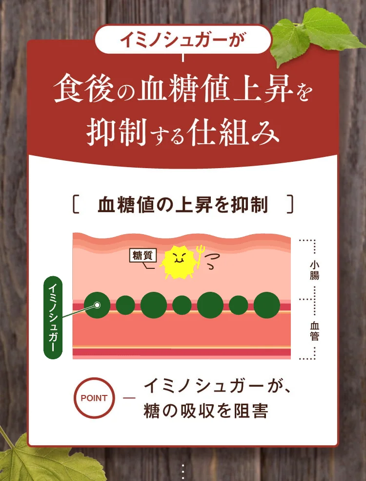 イミノシュガーが食後の血糖値上昇を抑制する仕組み:小腸で糖の吸収を阻害